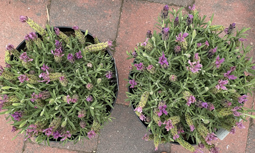 franse lavendel mycorrhyza vergelijking